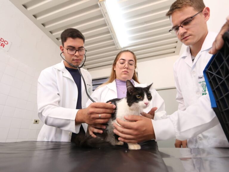 Prazo para retirada de guias de castração termina nesta sexta-feira em Tupã