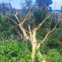 Destruição na Fazenda do Estado gera multa à moradora, após derrubada de árvores nativas