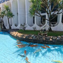 Após reforma, carpas retornam ao espelho d’água do Paço Municipal em Tupã