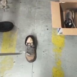 Serpentes exóticas são encontradas dentro de tênis em encomenda na região