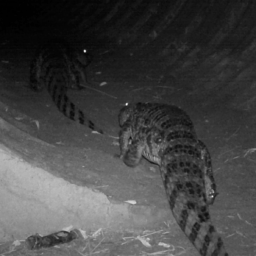 Câmeras flagram passagem de fauna inédita na região