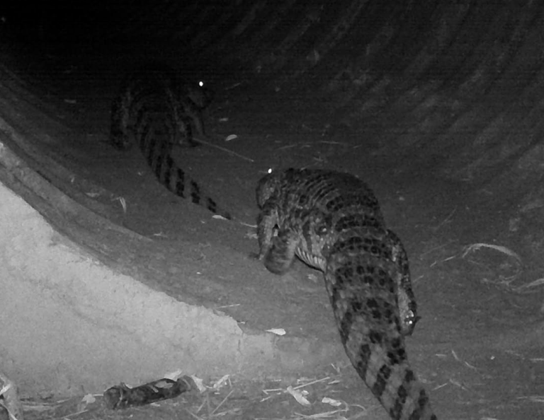 Câmeras flagram passagem de fauna inédita na região