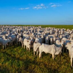 Prazo para atualização obrigatória de rebanhos termina em 15 de dezembro