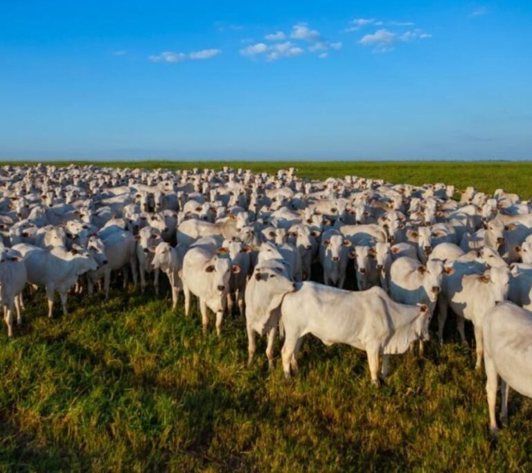 Prazo para atualização obrigatória de rebanhos termina em 15 de dezembro