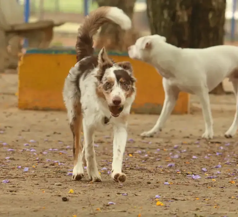 Brasil tem cerca de 30 milhões de animais abandonados, alerta campanha