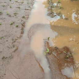 Tempo castiga produtores de hortifrúti na região de Marília