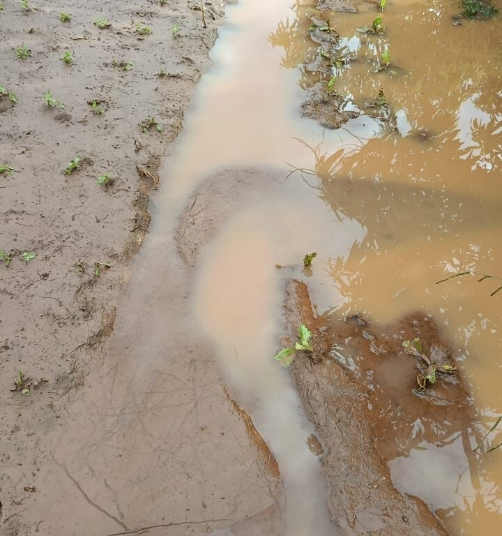 Tempo castiga produtores de hortifrúti na região de Marília