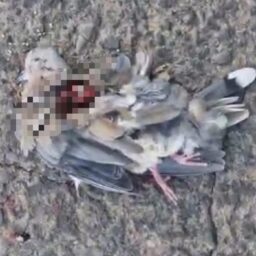 Denúncia aponta ataque a aves com arma de chumbinho em condomínio de luxo