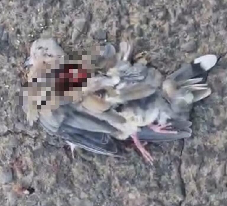 Denúncia aponta ataque a aves com arma de chumbinho em condomínio de luxo