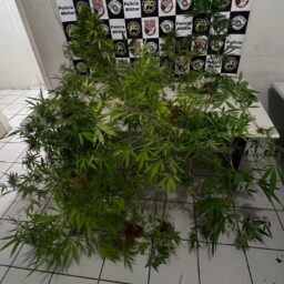 Pintor é preso após a descoberta de oito pés de maconha em quintal na zona oeste