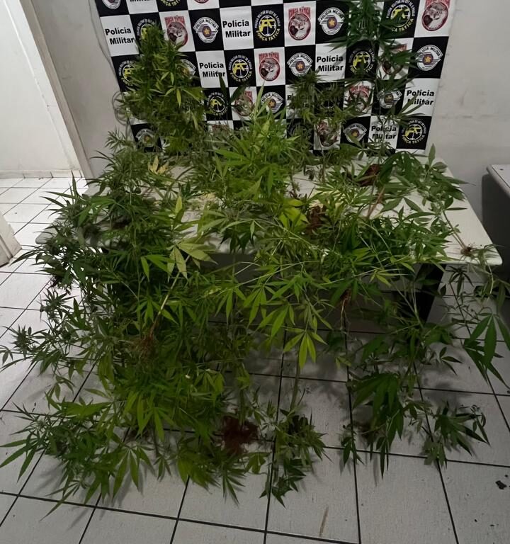 Pintor é preso após a descoberta de oito pés de maconha em quintal na zona oeste