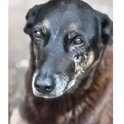 Adolescentes investigados pela morte do cão Orelha em SC voltam ao Brasil após viagem