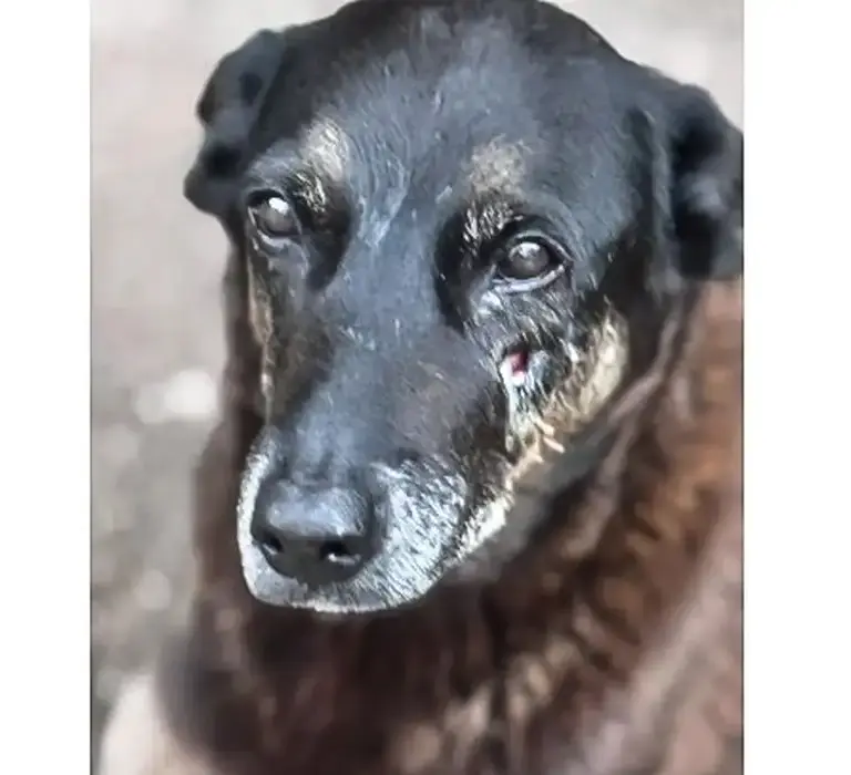 Adolescentes investigados pela morte do cão Orelha em SC voltam ao Brasil após viagem