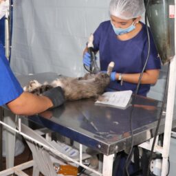 Castramóvel inicia atendimento em Pompeia com foco na proteção animal