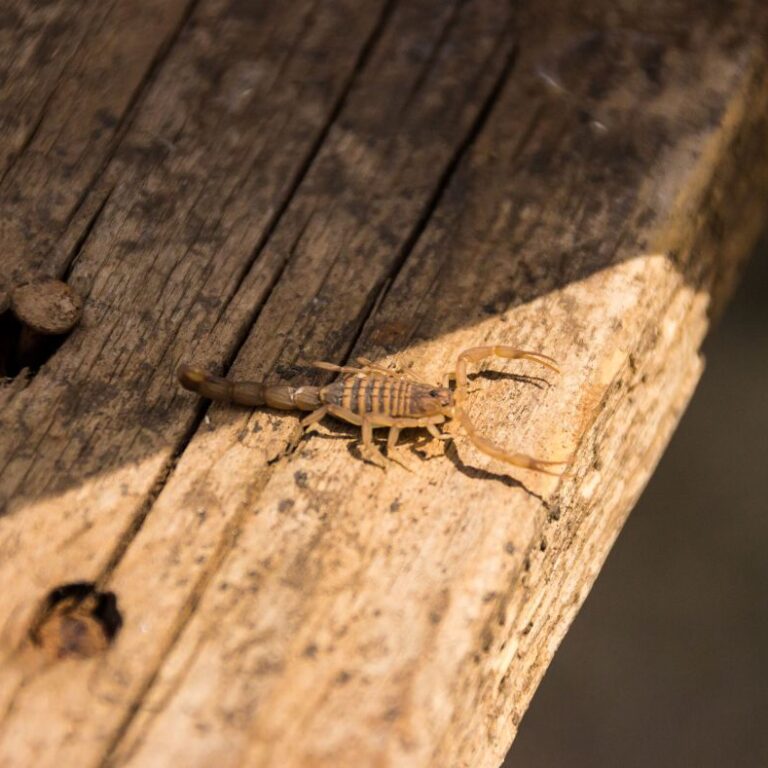 Prefeitura de Marília recomenda medidas preventivas para evitar acidentes com escorpiões