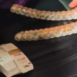 Mulher é detida em ação da PRF contra o transporte de medicamentos clandestinos