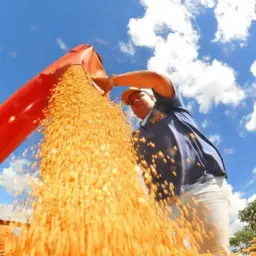 Produção de grãos no Brasil pode chegar a 353,4 milhões de toneladas