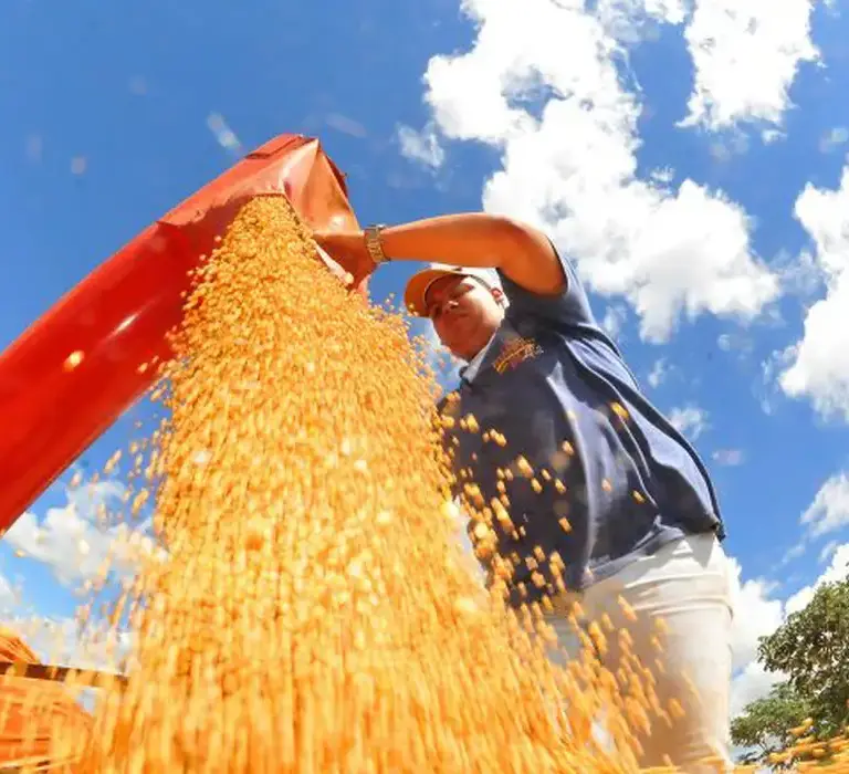 Produção de grãos no Brasil pode chegar a 353,4 milhões de toneladas