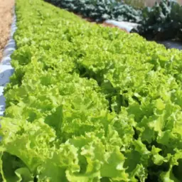 Embrapa inaugura unidade de pesquisa para fortalecer agro na Baixada Cuiabana