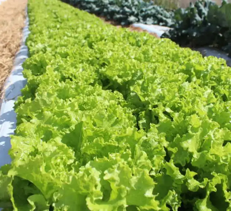 Embrapa inaugura unidade de pesquisa para fortalecer agro na Baixada Cuiabana