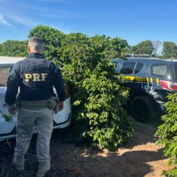 Carro furtado de idoso de 97 anos é recuperado em área rural de Marília