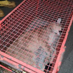 Corpo de Bombeiros captura onça-parda em árvore de empresa em Marília