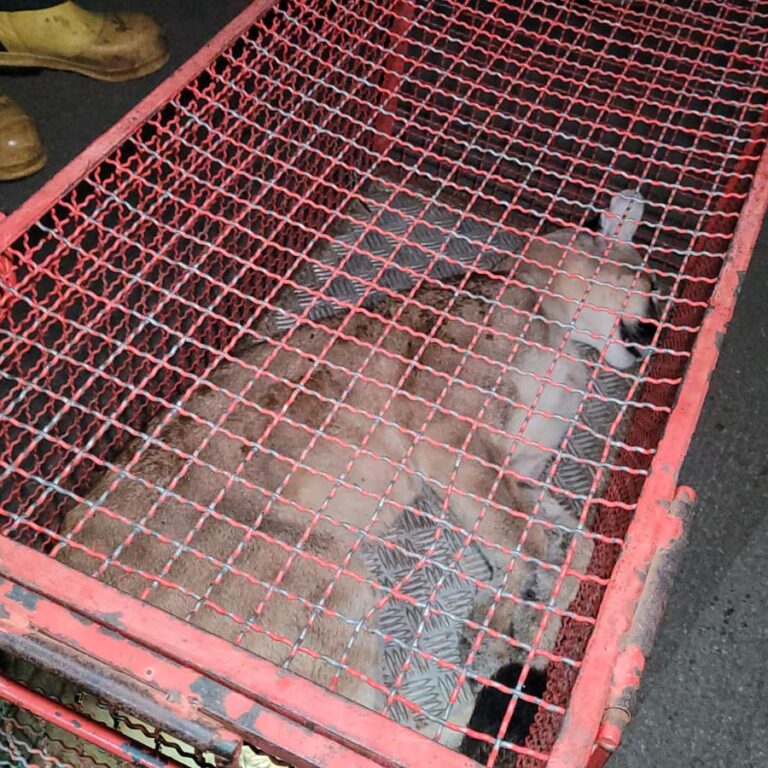 Corpo de Bombeiros captura onça-parda em árvore de empresa em Marília