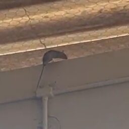 Vídeo mostra rato em escola estadual e preocupa pais de alunos em Marília