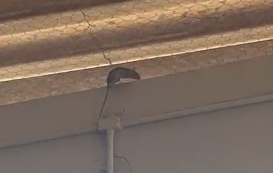 Vídeo mostra rato em escola estadual e preocupa pais de alunos em Marília