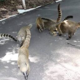 Presença de quatis no Bosque Municipal de Marília leva a alerta ambiental