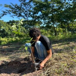 Convênio orienta manejo de árvores e amplia plantio em Marília