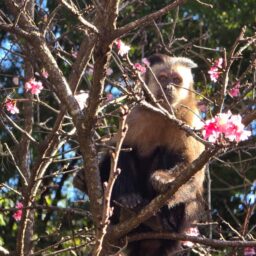 Prefeitura mapeia fauna e reforça proteção no entorno do Bosque