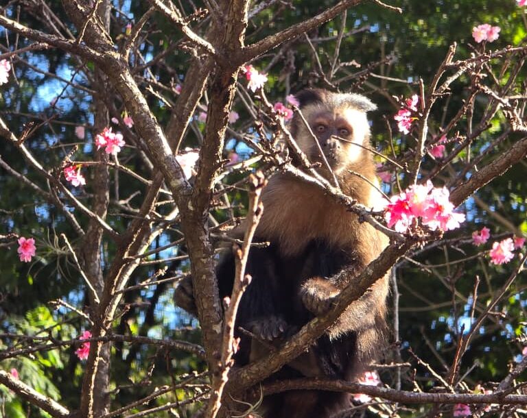 Prefeitura mapeia fauna e reforça proteção no entorno do Bosque