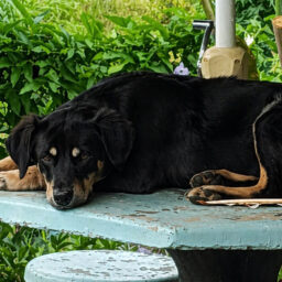 MN TV: Cães morrem por suspeita de envenenamento