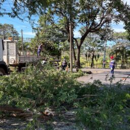 Tupã inicia poda e limpeza em canteiro da Domingos da Costa Lopes