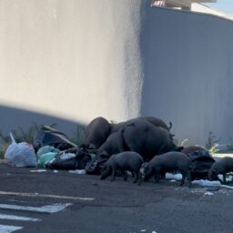 Família de suínos chama a atenção em bairro da zona leste; saiba como acionar a captura