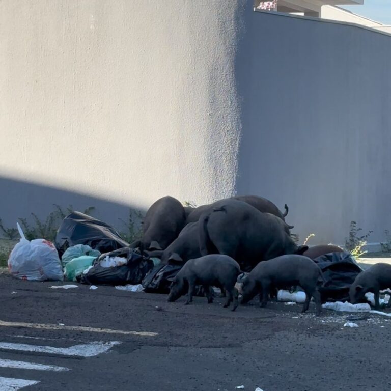 Família de suínos chama a atenção em bairro da zona leste; saiba como acionar a captura