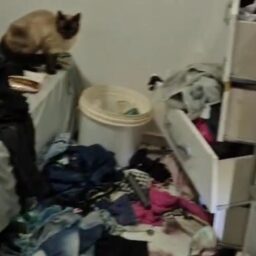 Menina de três anos é encontrada sozinha em casa com pulgas pelo corpo