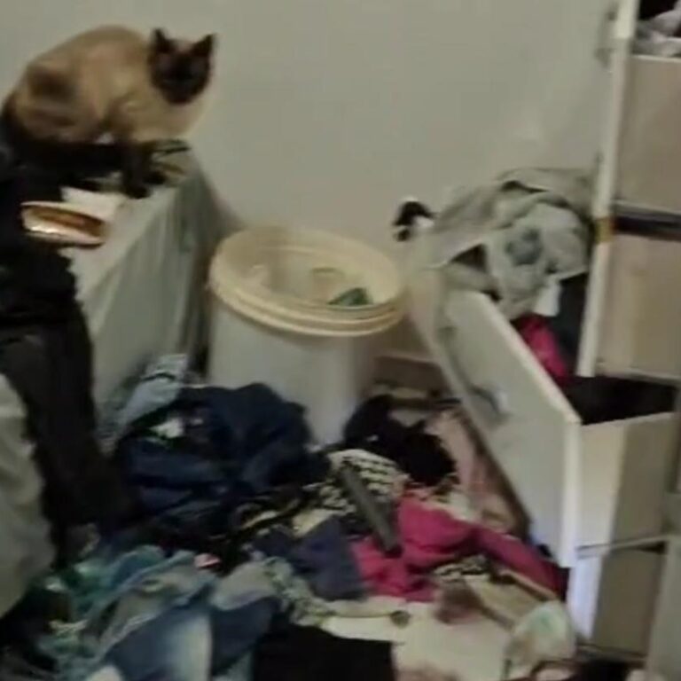 Menina de três anos é encontrada sozinha em casa com pulgas pelo corpo