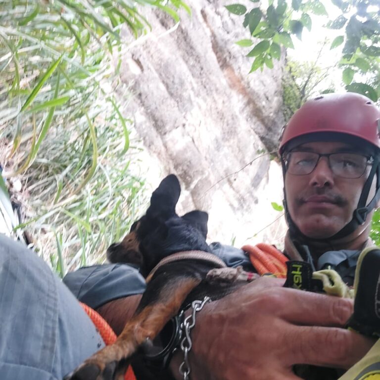 Bombeiros resgatam cães após queda de 30 metros na zona sul de Marília