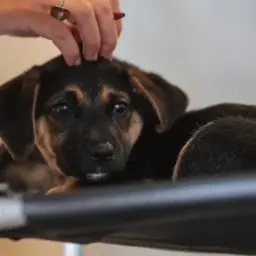 Legislação define guarda compartilhada de pets; veja detalhes