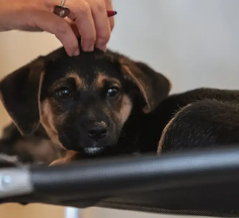 Legislação define guarda compartilhada de pets; veja detalhes