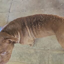 Irmãos são presos após resgate de pitbull tomado por carrapatos pelo SIG