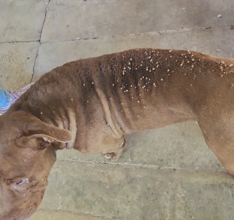 Irmãos são presos após resgate de pitbull tomado por carrapatos pelo SIG