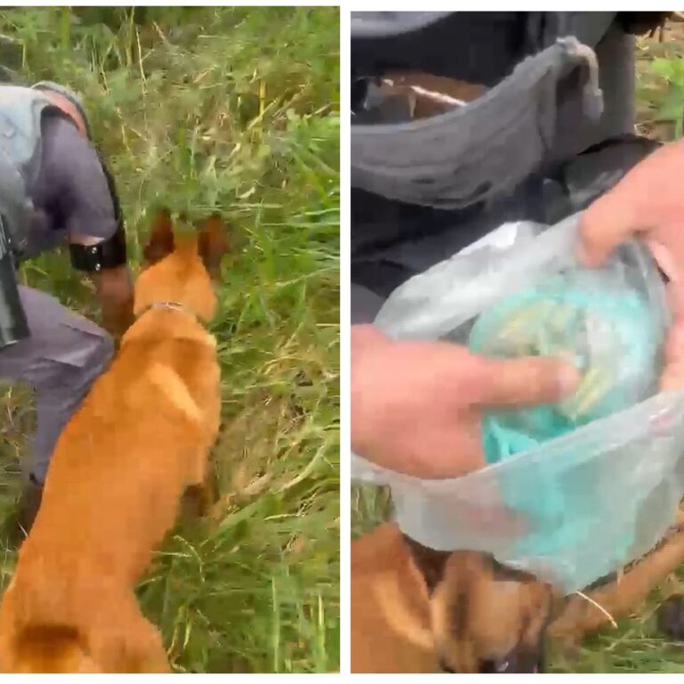 Cão de faro encontra quase 500 porções de drogas em terreno baldio