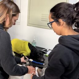 UBS Animal realiza mais de 80 atendimentos gratuitos na primeira semana
