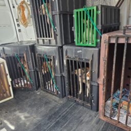 SIG prende homem por maus-tratos e resgata oito cães em situação insalubre