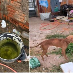 Mulher é presa por maus-tratos a pitbull em ação da Polícia Civil de Garça