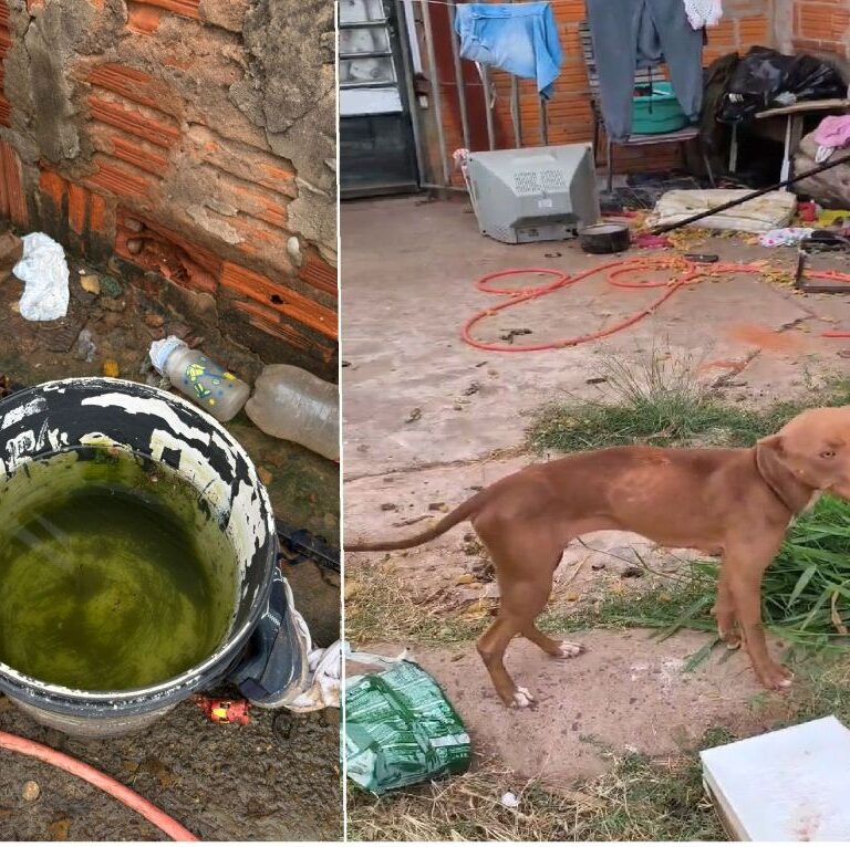 Mulher é presa por maus-tratos a pitbull em ação da Polícia Civil de Garça
