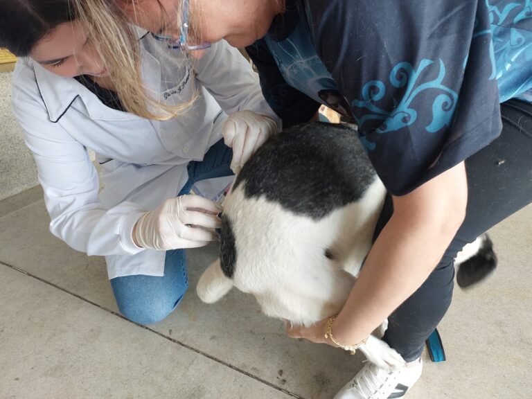 Zona sul recebe vacinação antirrábica para cães e gatos neste sábado
